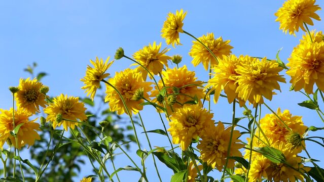 Yellow Astra blooms. Aster on a flower bed in the garden. Blue sky, nature background