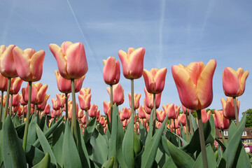 Tulip ÔApricot BeautyÕ in flower