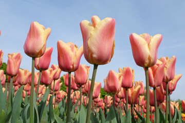 Tulip ÔApricot BeautyÕ in flower
