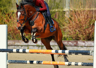 Jumping horse brown with rider with drawn-up legs and pricked ears from the front jumping over an obstacle..