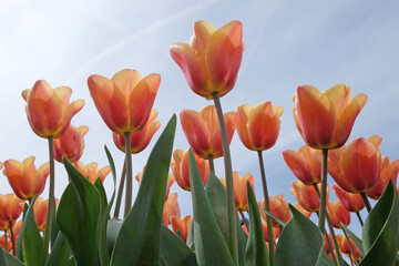 Tulip ÔApricot BeautyÕ in flower
