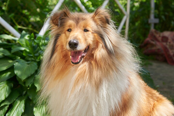 Scottish collie dog portrait
