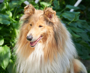 Scottish collie dog portrait