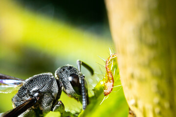 a black bug on the top of a plant