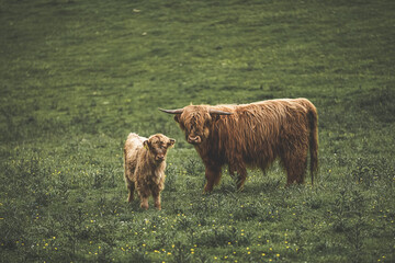 Highland cow calf and bull