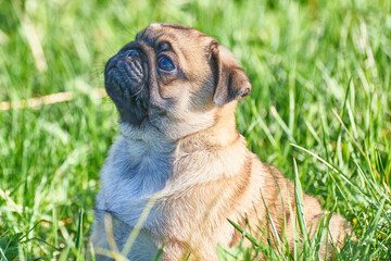 Close-up portrait of a funny pug puppy
