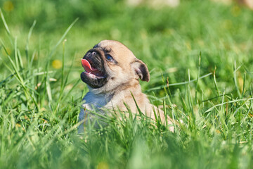 Pug puppy sitting on the lawn with his tongue hanging out
