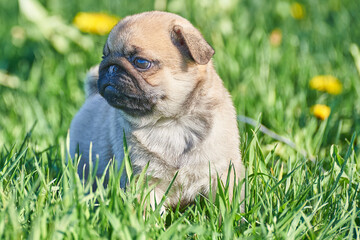 Little pug puppy sits in green grass, close-up