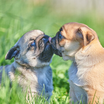 Little pug puppies have fun playing in the green spring grass