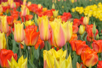 Tulip &Ocirc;El Nino&Otilde; in flower
