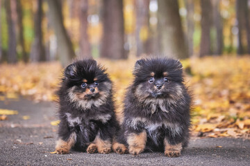 two black and tan Pomeranian puppies in the park