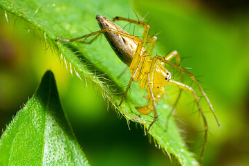 a yellow spider standing on the top of a green hairy leaf