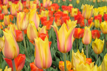 Tulip ÔEl NinoÕ in flower