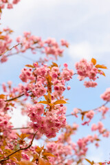 Blooming sakura in the park