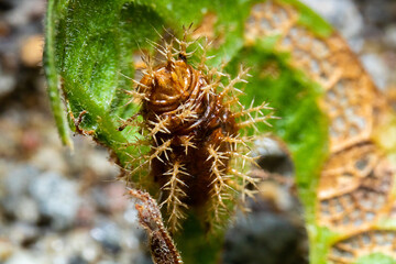 an empty husk of a caterpillar on the top of a green leaf