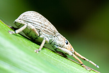 ash-colored weevil standing on the top of a green plant