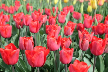Tulip Ôqueen wileminaÕ in flower