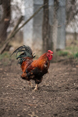 The rooster is walking in his yard. Concept: market, chicken, food
