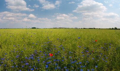Panoramic view with beautiful green rapeseed field farm landscape, red poppies and blue flowers and wind turbines to produce green energy in Germany, Summer, at sunny day and blue sky.