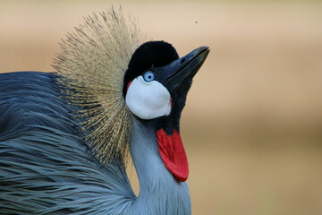 Fototapeta premium Grey Crowned Crane, displaying during courtship, Eastern Cape, South Africa
