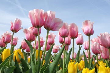 Tulip ÔApricot PrideÕ in flower