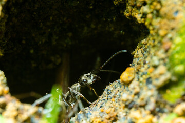 an ant getting out from it nest