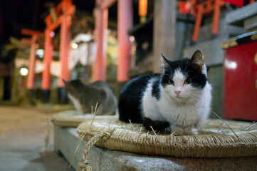 京都 ロマンチックな夜の伏見稲荷大社に暮らす野生の子猫