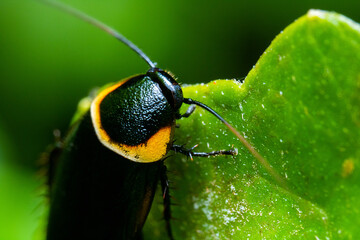 a black bug standing on top of a green leaf