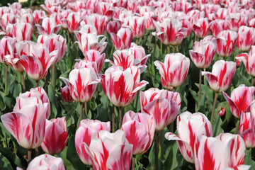 Tulip ÔRaspberry RippleÕ in flower