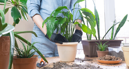 Spring houseplant care, houseplant transplant. A woman at home transplants a plant into a new pot. Gardener transplanting Spathiphyllum plant. Selective focus