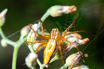 an orange spider on the top of a flower