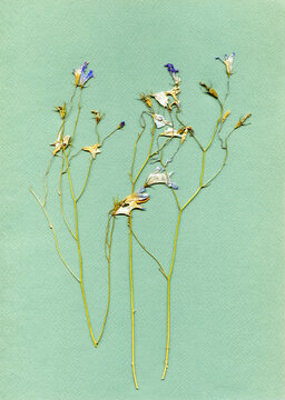 Herbarium. Composition of pressed and dried graceful meadow flowers on green paper background
