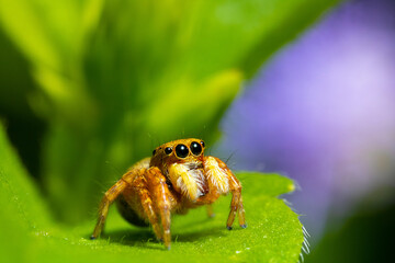 an orange spider standing on the edge of a leaf
