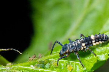 a black bug surrounded by some small bugs
