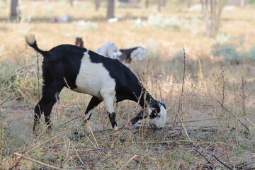photo of white black color goat grazing grass, India