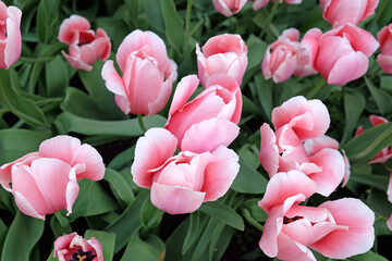 Tulip ÔApricot PrideÕ in flower
