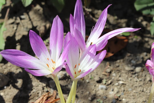 「イヌサフラン」の画像 4,489 件の Stock 写真、ベクターおよびビデオ Adobe Stock