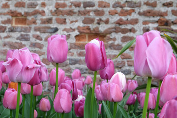 Tulip ÔPurple PrideÕ in flower