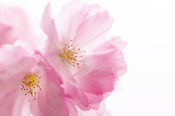 Fototapeta premium 八重桜 スタジオ撮影