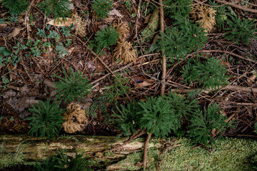 松の木の子ども