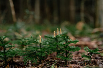 松の木の子ども