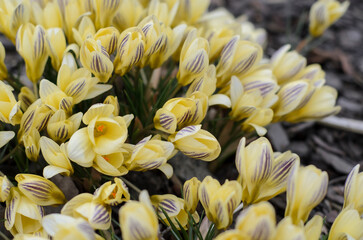 A group of yellow crocuses with purple stripes. Close-up. Selective soft focus.