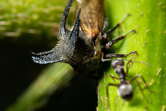 a treehopper surrounded in front of an ant on the top of a green stalk