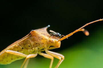 Macro image of a tiny bug stand on the top of the other insect