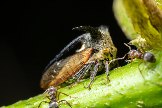 a treehopper surrounded by some ants on top of a green stalk