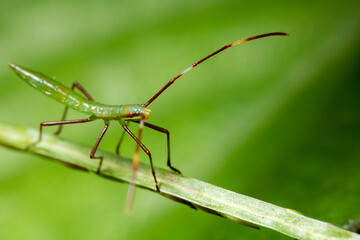 a green insect with long legs standing on the top of a branch