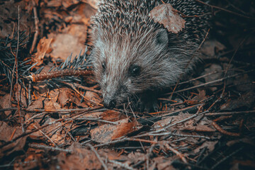 hedgehog in the forest