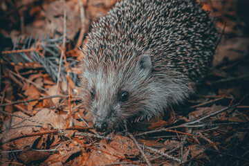 hedgehog in the forest