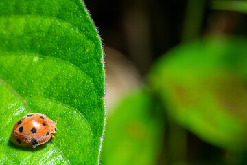 macro view of a lady bug on the top of a leaf