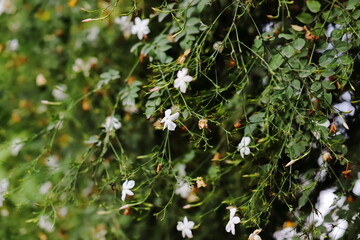 photo of white flowers of jasmine blooming on jasmine vine in spring with blur background